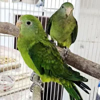 طوطی بارابان  وجفت مولد طوطی ملنگو سبز