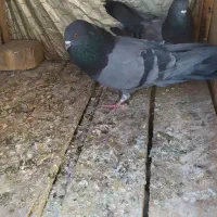 چند جفت کفتر پرشی واقعی خوب|پرنده|شاهین دژ, |دیوار