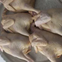 مرغ وخروس وبوقلمون محلی،تمیزوپاک شده