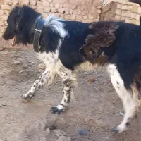 توله...سگ قهدرجونی قهدرجانی ۱۵ ماه نر معاوضه دارم|سگ|قزوین, |دیوار