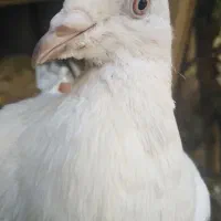 کبوتر|پرنده|نجف‌آباد, یزدانشهر|دیوار