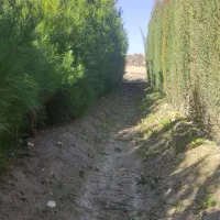 سرو ناز ژنتیکی بذر امریکایی چمنی ..کاج تهرانی چنار