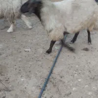 قوچفروشی|حیوانات مزرعه|دهدشت, |دیوار