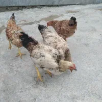 خروس