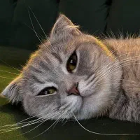 واگذاری رایگان اسکاتیش فولد|گربه|بروجرد, |دیوار