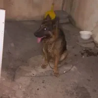 سگ رژمن