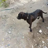 سگ باکسر|سگ|جیرفت, |دیوار