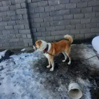 سگ برای گله برای نگهبانی