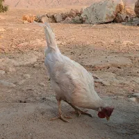 خروس سرحال|حیوانات مزرعه|سرپل ذهاب, |دیوار