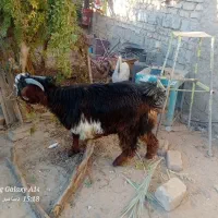 کهر نر|حیوانات مزرعه|زهک, |دیوار