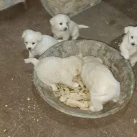 سگ پاپی|سگ|مبارکه, |دیوار