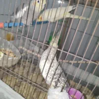 عروی هلندی با جوجه 3 و 5 ماهه|پرنده|کوه چنار, |دیوار