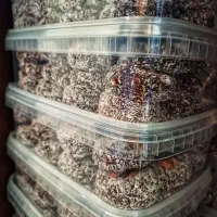 خرما گردویی|خوردنی و آشامیدنی|رشت, حافظ آباد|دیوار