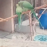 فروش جفت طوطی ملنگو و جفت شاه طوطی مولد آماده|پرنده|بندرعباس, |دیوار