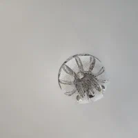 لوستر|لوستر و چراغ آویز|قم, میرزائیه|دیوار