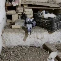 تخم مرغ،جوجه و مرغ و خروس گلین،کبوتر قدیمی|حیوانات مزرعه|نجفآباد, شهدا|دیوار