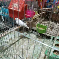 پرنده فروشی|پرنده|لالی, |دیوار