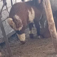 حمیدیه روستای طراح یک