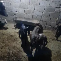 حیوانات مزرعه|حیوانات مزرعه|فریمان, |دیوار