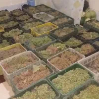 انگور دیم برغمد
