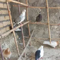 کبوتر|پرنده|گلمکان, |دیوار