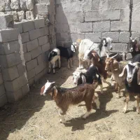 ۵راس بزوبزغاله داشتی جفتی۴۱ملیون