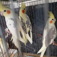عروس هلندی وات چشم قرمز رام و مولد و مرغ عشق رینیو|پرنده|بندرعباس, |دیوار