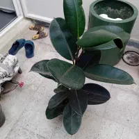 فیکوس بلک|گل و گیاه طبیعی|اندیشه, اندیشه فاز ۱|دیوار