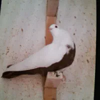 کفتربهبونی