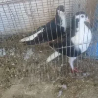 جفت ساده عروسک بدون غلط|پرنده|گرگان, |دیوار