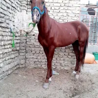 اسب نر 6سال