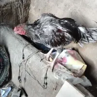 خروس لاری خوشگل طوسی