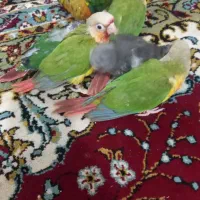 مرغ عشق|پرنده|خواف, |دیوار