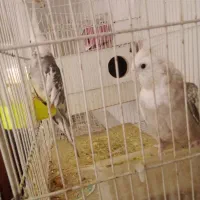 عروس هلندی پرنده معاوضه با کبوتر|پرنده|مشهد, هدایت|دیوار