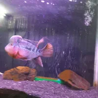 ماهی فلاور خاص و تک|ماهی|قم, شاه ابراهیم|دیوار