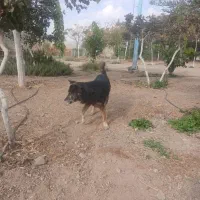 سگ ژرمن|سگ|ساوه, |دیوار