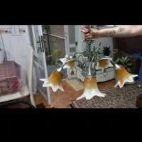 لوستر جفتی یک میلیون|لوستر و چراغ آویز|رودسر, |دیوار