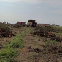 خرید چوب|خدمات باغبانی و درختکاری|پارسآباد, |دیوار