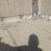 سرور نر  ماده  جفت همه مدل سرور داره|پرنده|پائین جام, |دیوار