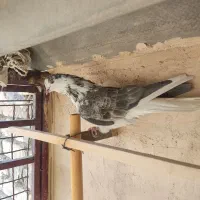 کبوتر شاهین شهر