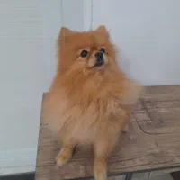 پامر خرسی نر برای جفت زدن و فروشی نیست|سگ|شیراز, پودنک|دیوار