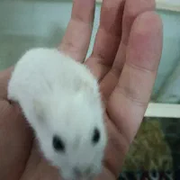 همستر مینی|موش و خرگوش|کرمانشاه, |دیوار