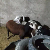 افشاری. پلنگی. مهربانی. بختیاری.|حیوانات مزرعه|کنگاور, |دیوار