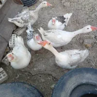 غاز|حیوانات مزرعه|فیروزآباد (لرستان), |دیوار