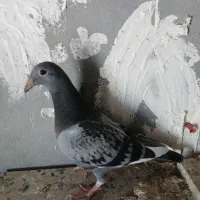 کبوتر|پرنده|شیراز, گویم|دیوار