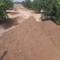 پوش گوسفند خشک تابستانه