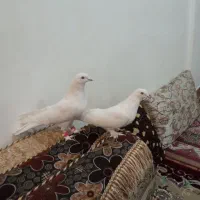 کبوتر سفید پر