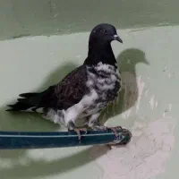 کفتر پرشی چند عدد و یک عدد نر مسافتی|پرنده|تهران, شهرک زینبیه|دیوار