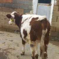 گوساله ماده سیمینتال|حیوانات مزرعه|دیواندره, |دیوار