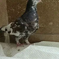 کبوتر شهری گلدار|پرنده|شیراز, شهرک مدرس|دیوار